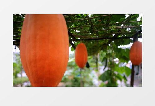 吃大瓜视频素材免费下载,免费下载尽享娱乐盛宴 第3张 吃大瓜视频素材免费下载,免费下载尽享娱乐盛宴 第3张