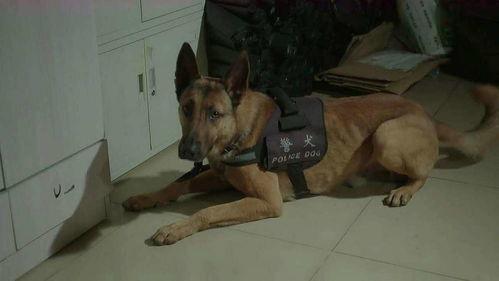 二狗子邻居爆料视频,邻里纠纷背后的惊人真相  第2张